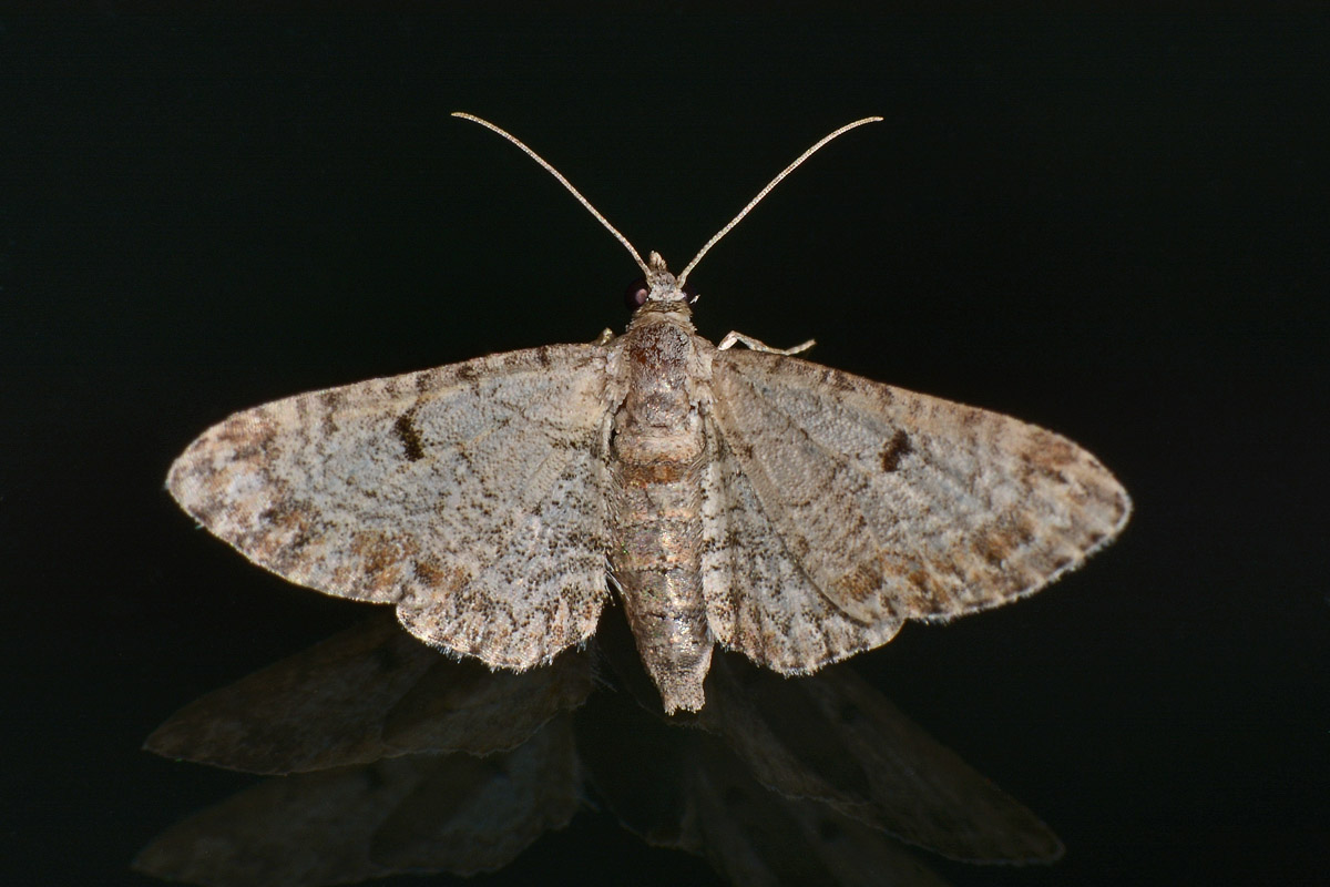 Geometridae: Eupithecia sp.